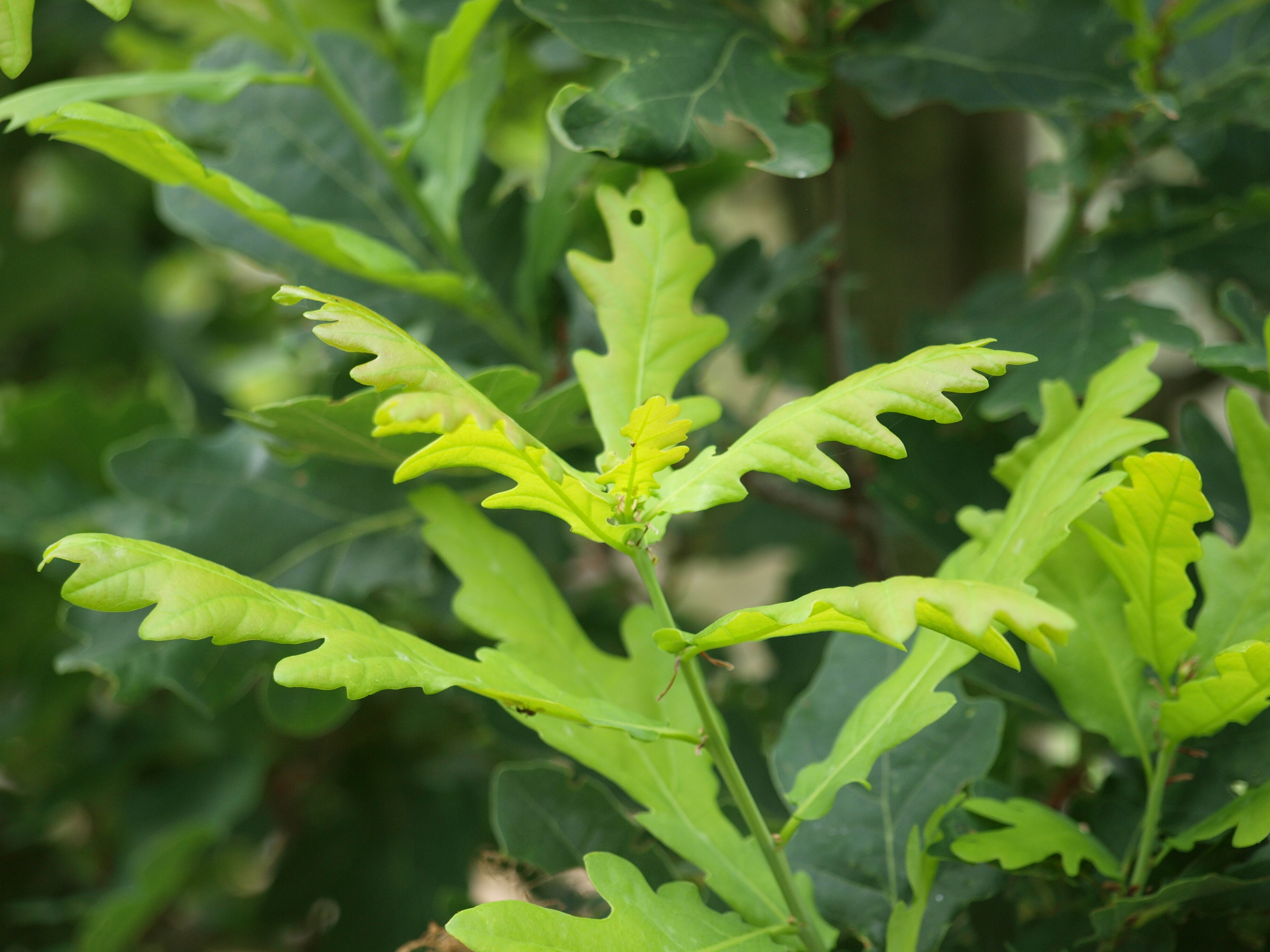Quercus robur fastigiate koster 
